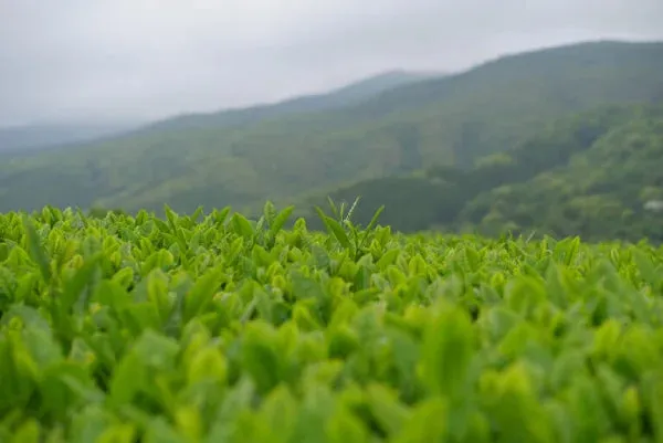 T VERDE SENCHA Sankai 100 gr